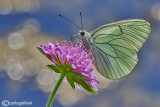 Aporia crataegi