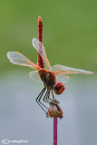 Sympetrum fonscolombi