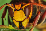Calabrone - Hornet (Vespa crabro)
