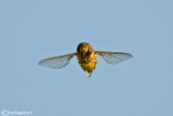 Eristalis sp.