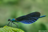 Calopteryx virgo male