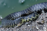 Biacco- Western Whip Snake  (Hierophis viridiflavus )