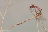 Sympetrum fonscolombi