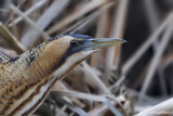 Tarabuso-Bittern (Botaurus stellaris)