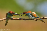 Gruccione-European Bee-eater (Merops apiaster)