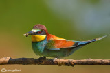 Gruccione-European Bee-eater (Merops apiaster)