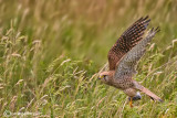 Gheppio -Eurasian Kestrel (Falco tinnunculus)