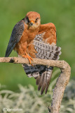 Falco cuculo- Red-footed Falcon (Falco vespertinus)
