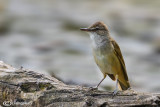 Cannareccione-Great Reed Warbler (Acrocephalus arundinaceus)