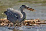 Airone cenerino-Grey Heron (Ardea cinerea)