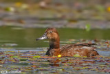 Moretta tabaccata-Ferruginous Duck (Aythya nyroca)