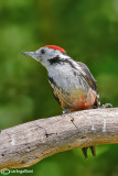 Picchio rosso mezzano - Middle Spotted Woodpecker (Dendrocopos medius) 