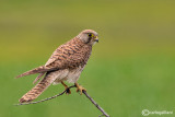 Gheppio -Eurasian Kestrel (Falco tinnunculus)