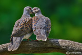 Tortora-Eurasian Turtle Dove (Streptopelia turtur)