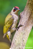 Picchio verde-Green Woodpecker (Picus viridis) 