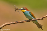 Gruccione-European Bee-eater (Merops apiaster)