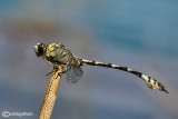 Lindenia tetraphylla male