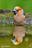 Frosone- Hawfinch (Coccothraustes coccothraustes)