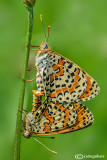 Melitaea didyma