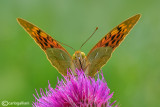 Argynnis pandora