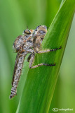 Asilis sp.