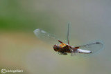 Libellula depressa