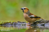 Frosone- Hawfinch (Coccothraustes coccothraustes)