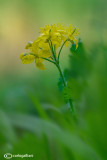 Chelidonium majus