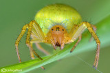 Araniella cucurbitina