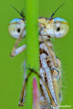 Enallagma cyathigerum
