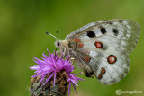 Parnassius apollo
