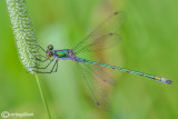 Lestes sponsa male