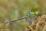 Ophiogomphus cecilia male