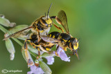 Anthidium sp.