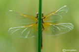 Sympetrum flaveolum female