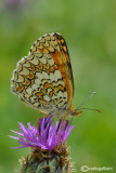 Melitaea phoebe