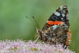 Vanessa atalanta