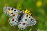 Parnassius phoebus