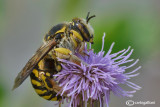 Anthidium sp.