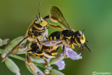 Anthidium sp.