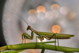 European Dwarf Mantis - Ameles spallanzania