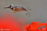Macroglossum stellatarum