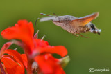 Macroglossum stellatarum