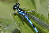 Coenagrion hastulatum male