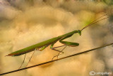 European mantis - Mantis religiosa 