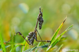 Empusa pennata