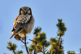 Ulula-Northern Hawk Owl (Surnia ulula)