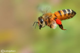 Apis mellifera
