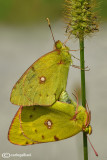 Colias crocea