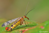 Mosca scorpione (Panorpa sp. )